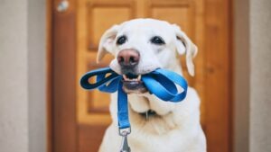 Cuánto ejercicio necesita un perro al día