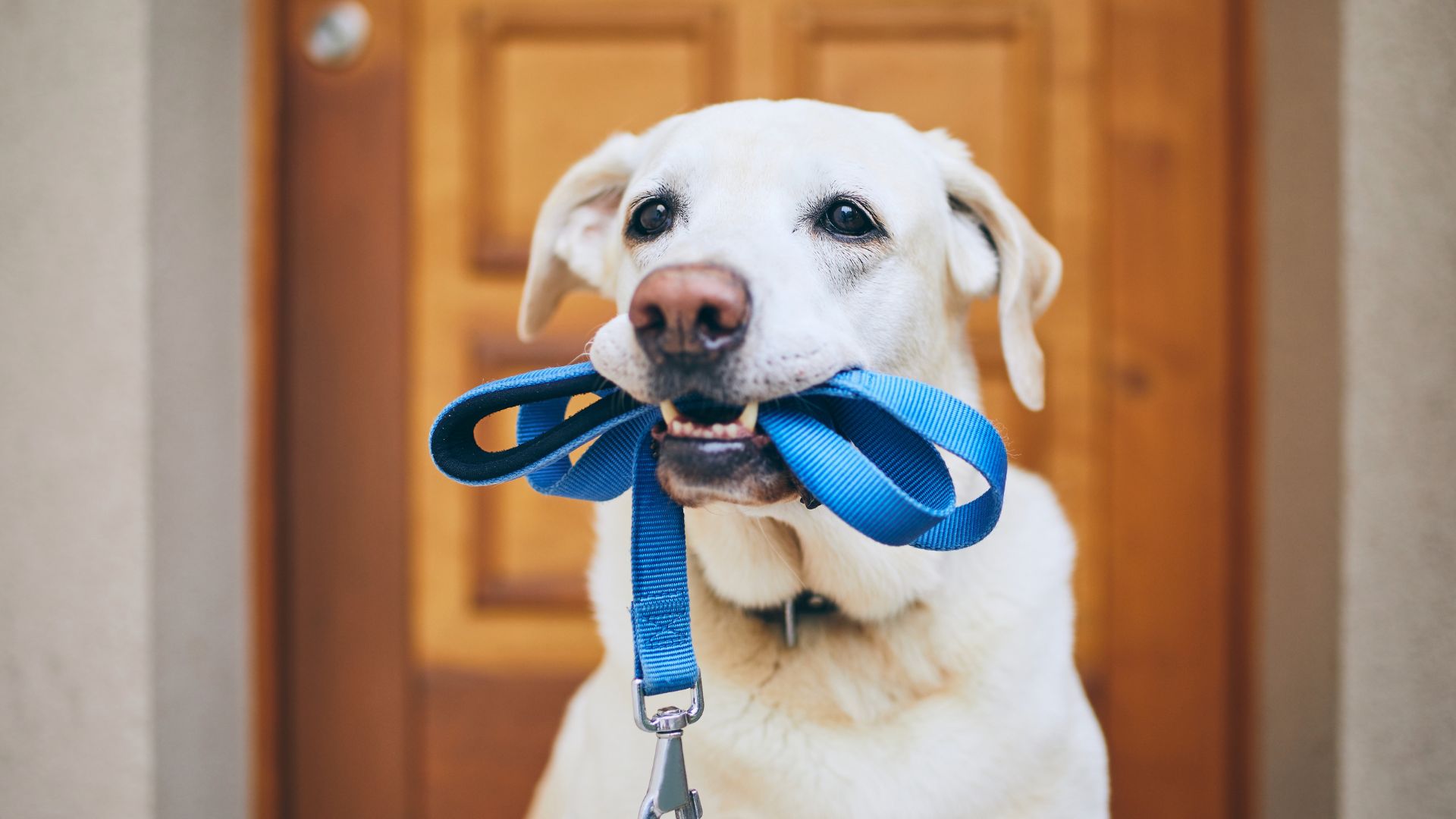 Cuánto ejercicio necesita un perro al día