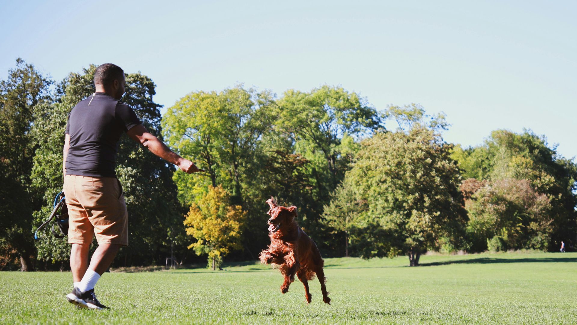 Cuidado de perros